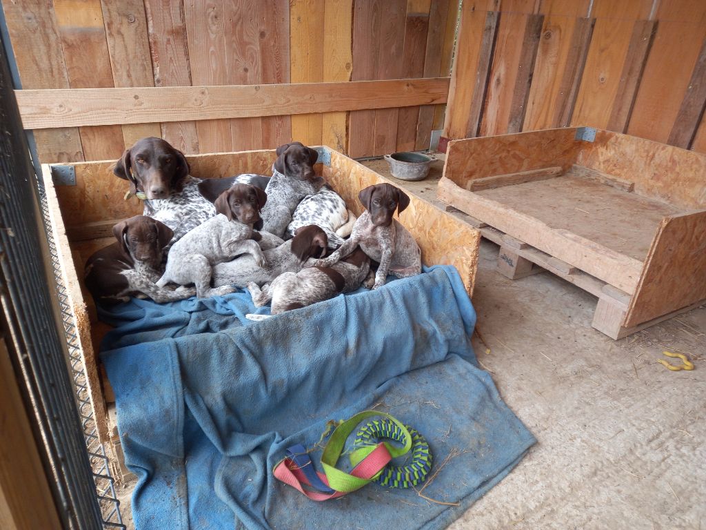 Des Sandmattenweg - Braque allemand à poil court - Portée née le 31/07/2022