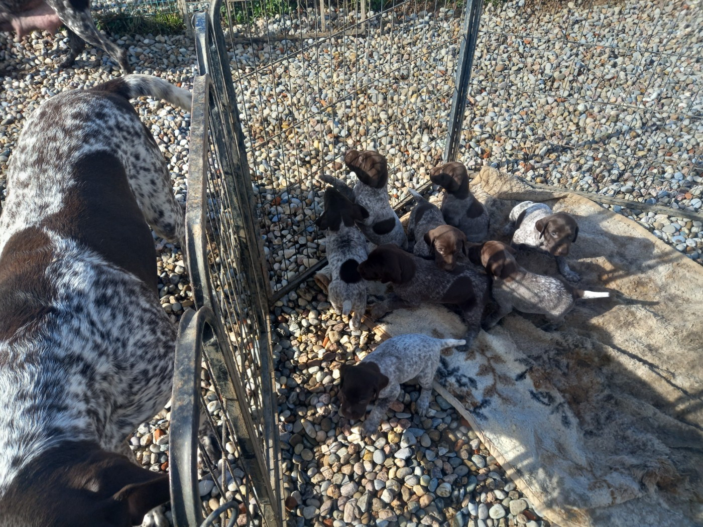 Chiot Braque allemand à poil court Des Sandmattenweg