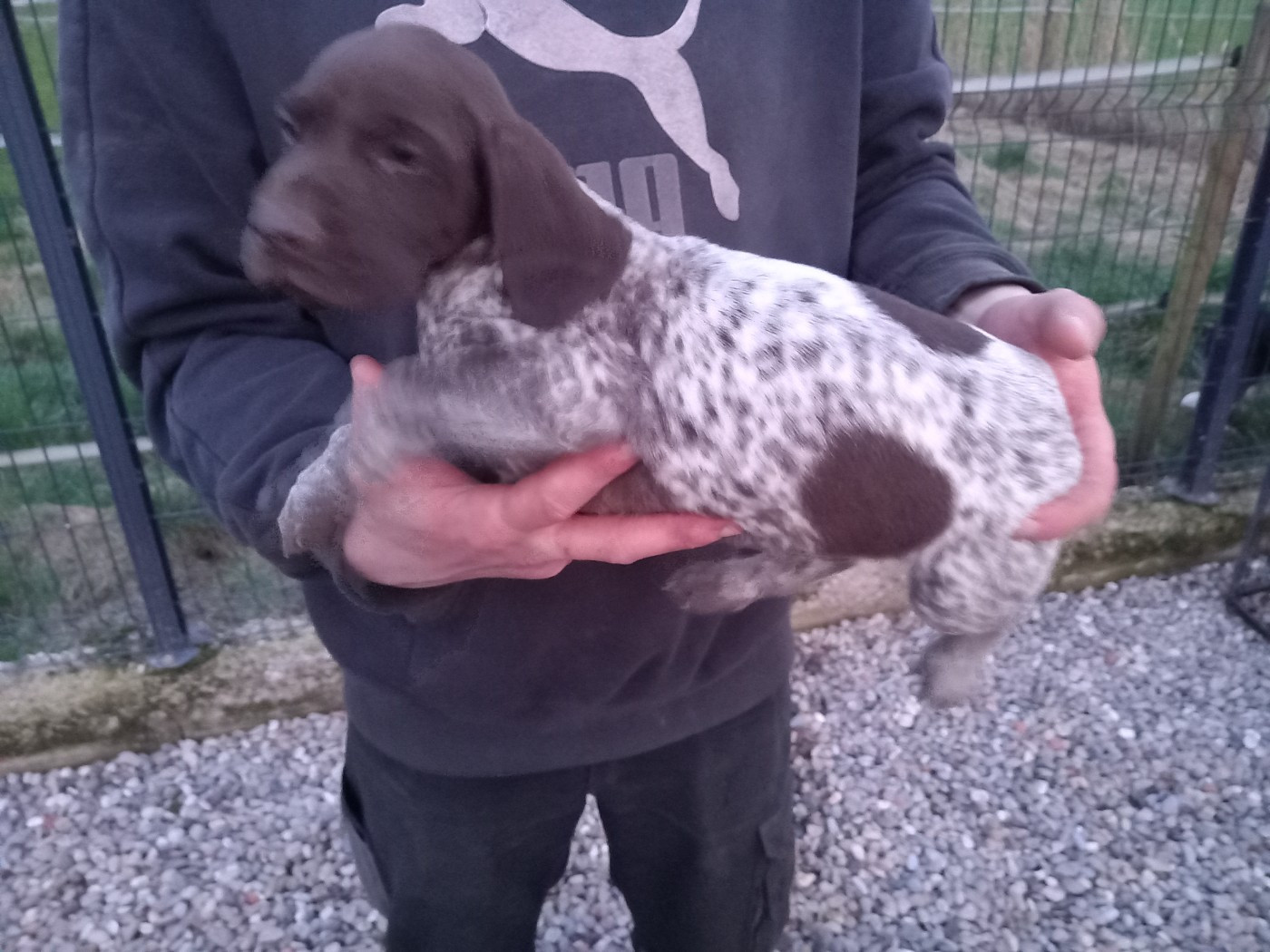 Des Sandmattenweg - Chiots disponibles - Braque allemand à poil court