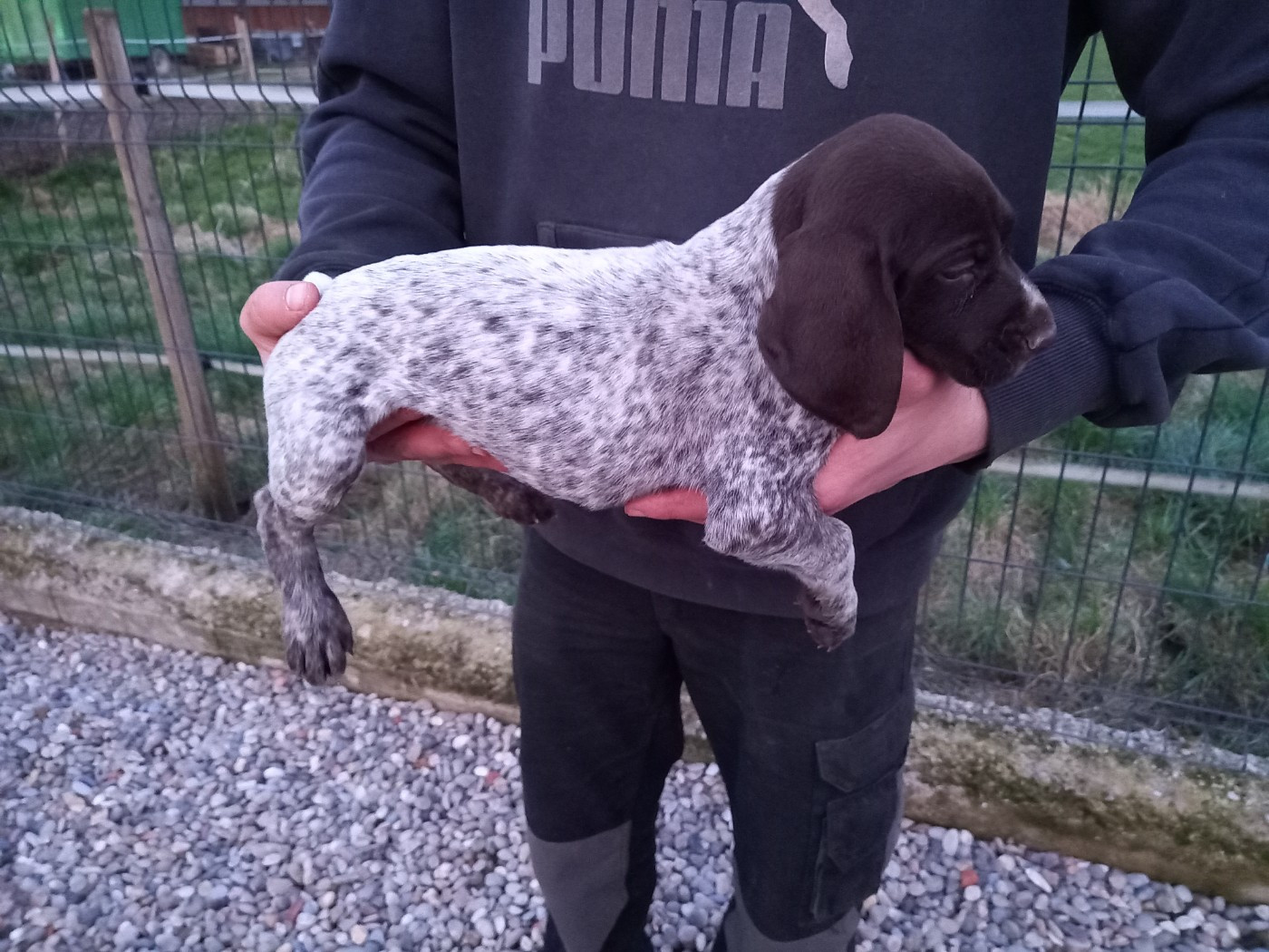 Des Sandmattenweg - Chiots disponibles - Braque allemand à poil court